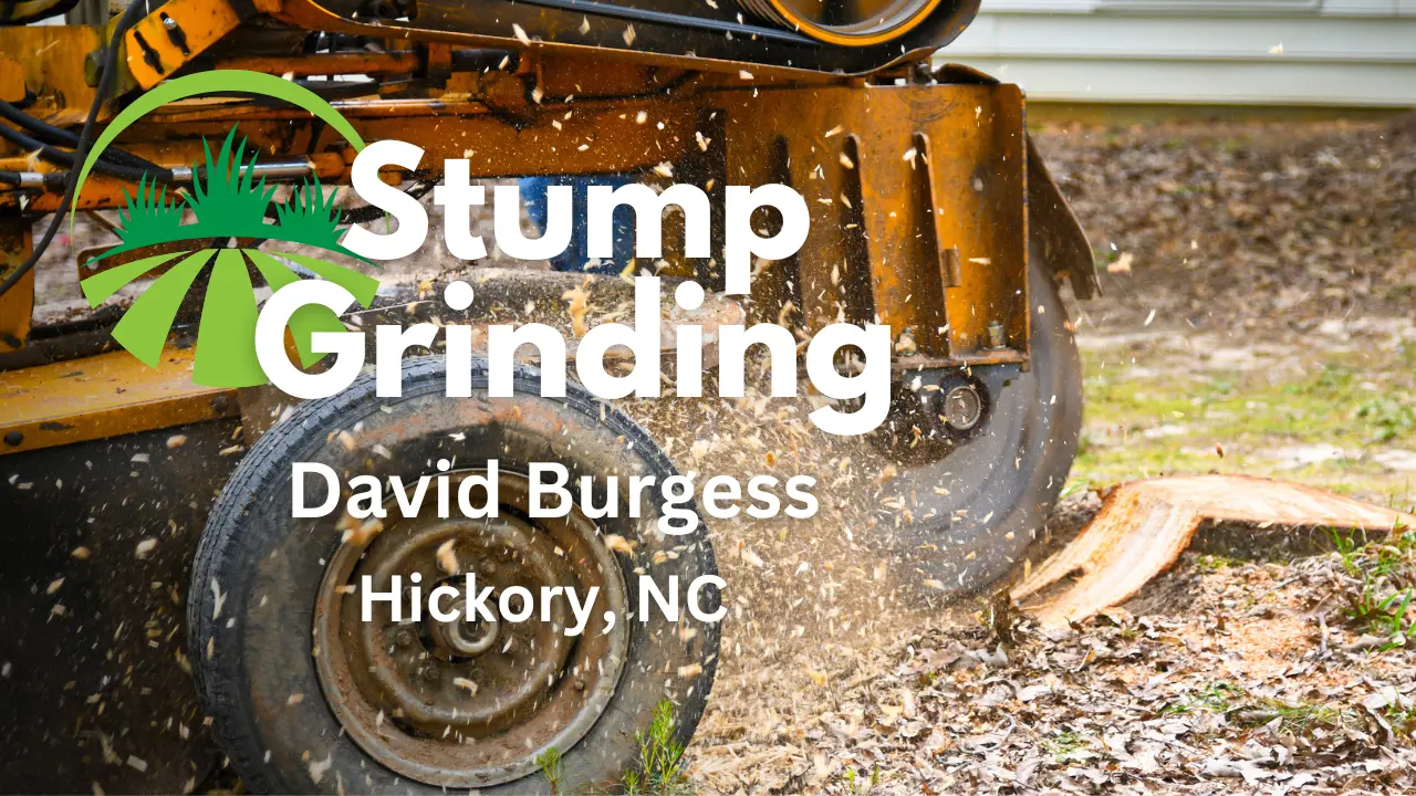 Work photo for Professional Stump Grinding Services at Competitive Rates