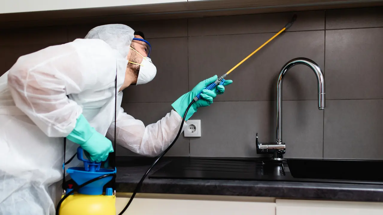 Work photo for Rodent Removal Service: Humane and Effective Solutions