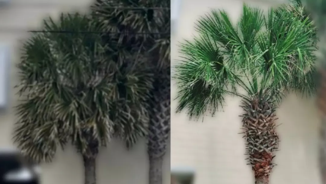 Work photo for Tree or bush trimming