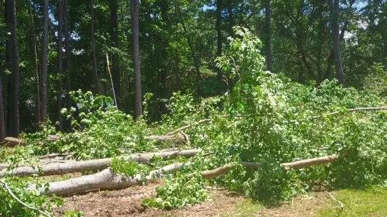Work photo for Tree Removal & Stump Grinding