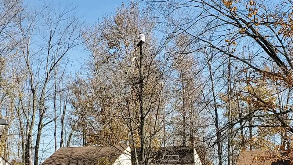 Work photo for John's Affordable Tree Service