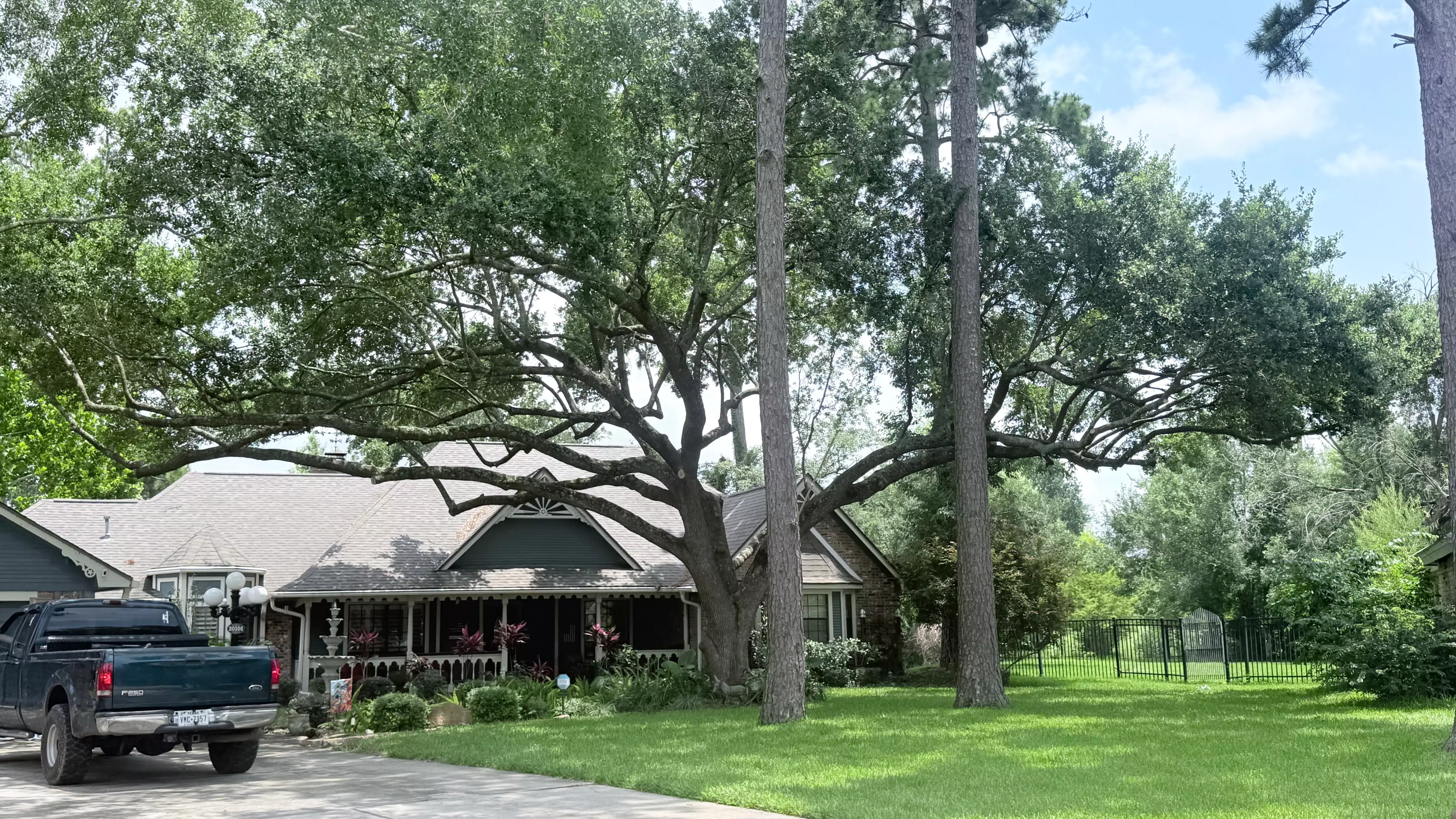 Work photo for Standard Tree Pruning Package $300
